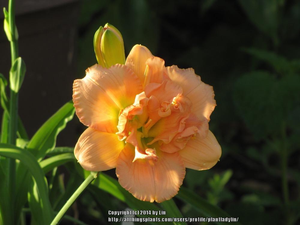 Photo of Daylily (Hemerocallis 'Siloam Double Classic') uploaded by plantladylin