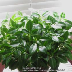 Location: Daytona Beach, Florida
Date: 2014-08-01 
Labeled "Teardrop Peperomia' - Peperomia orba but I could not fin
