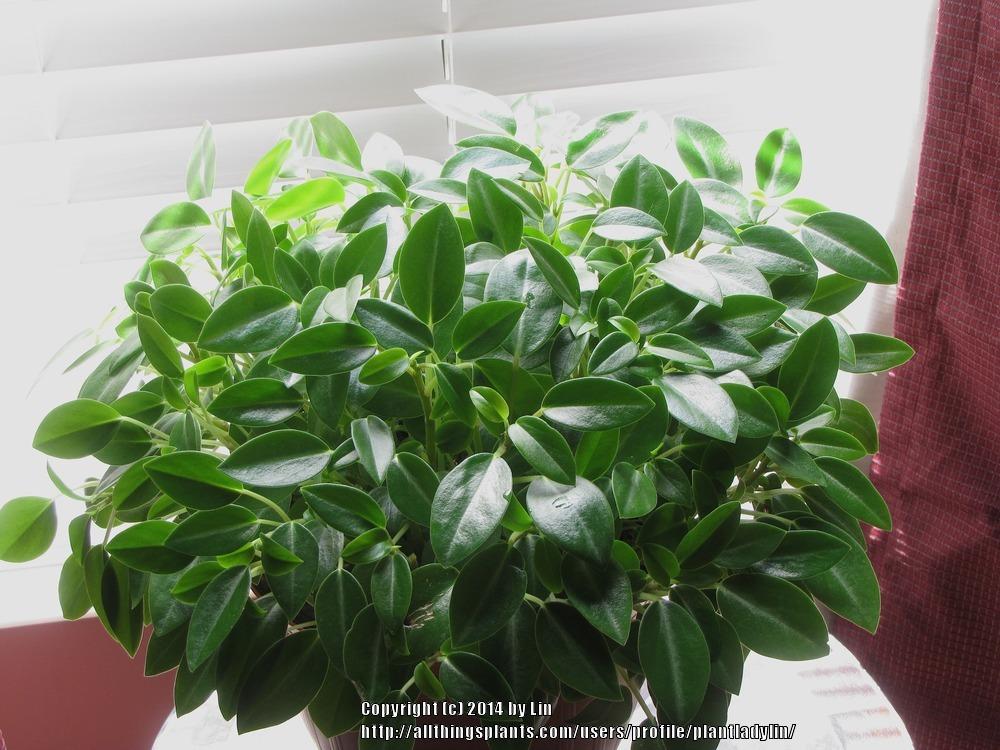 Photo of Peperomia uploaded by plantladylin