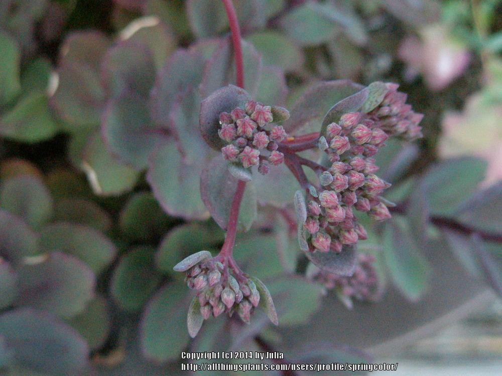 Photo of Sedum (Hylotelephium SunSparkler® Dazzleberry) uploaded by springcolor
