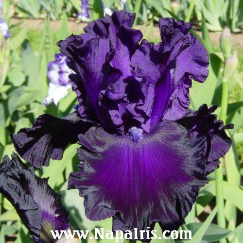Photo of Tall Bearded Iris (Iris 'Shadows of Night') uploaded by Calif_Sue