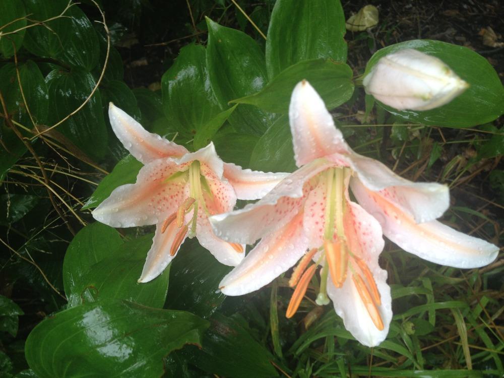 Photo of Lily (Lilium 'Salmon Star') uploaded by Cantillon