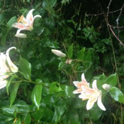 Location: The garden at Sanabria
Date: 2014-08-02
The lilies are leaning over because they have been planted in bed
