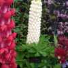 The best white Lupin I have seen, very solid flower, evenly sprea