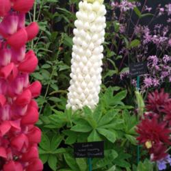 Location: Bloom show , Dublin 2014
Date: 2014-06-03
The best white Lupin I have seen, very solid flower, evenly sprea