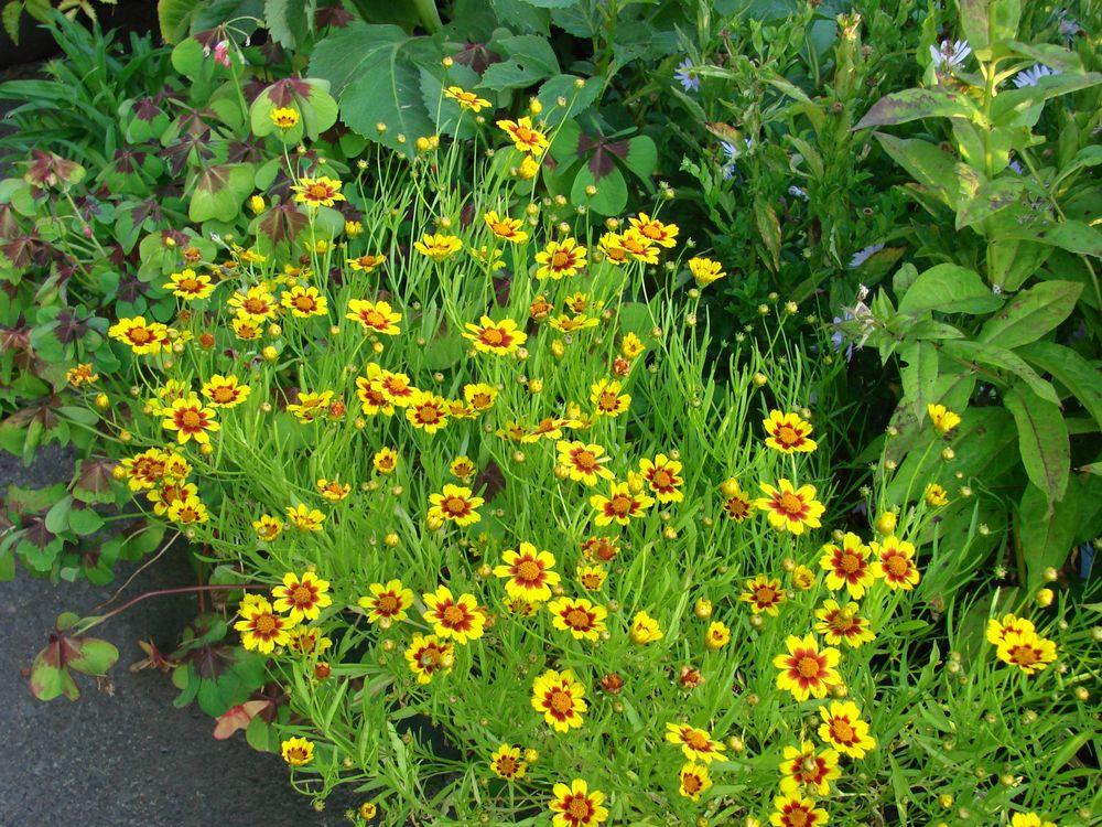 Photo of Tickseed (Coreopsis 'Gold Nugget') uploaded by Joy