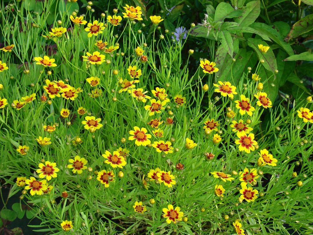Photo of Tickseed (Coreopsis 'Gold Nugget') uploaded by Joy