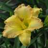 Photo Courtesy of Michael Bouman of Daylily Lay. Used With Permis