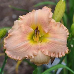 Photo Courtesy of Michael Bouman of Daylily Lay. Used With Permis