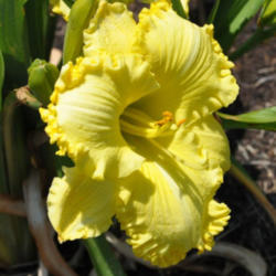 
Photo Courtesy of Michael Bouman of Daylily Lay. Used With Permis
