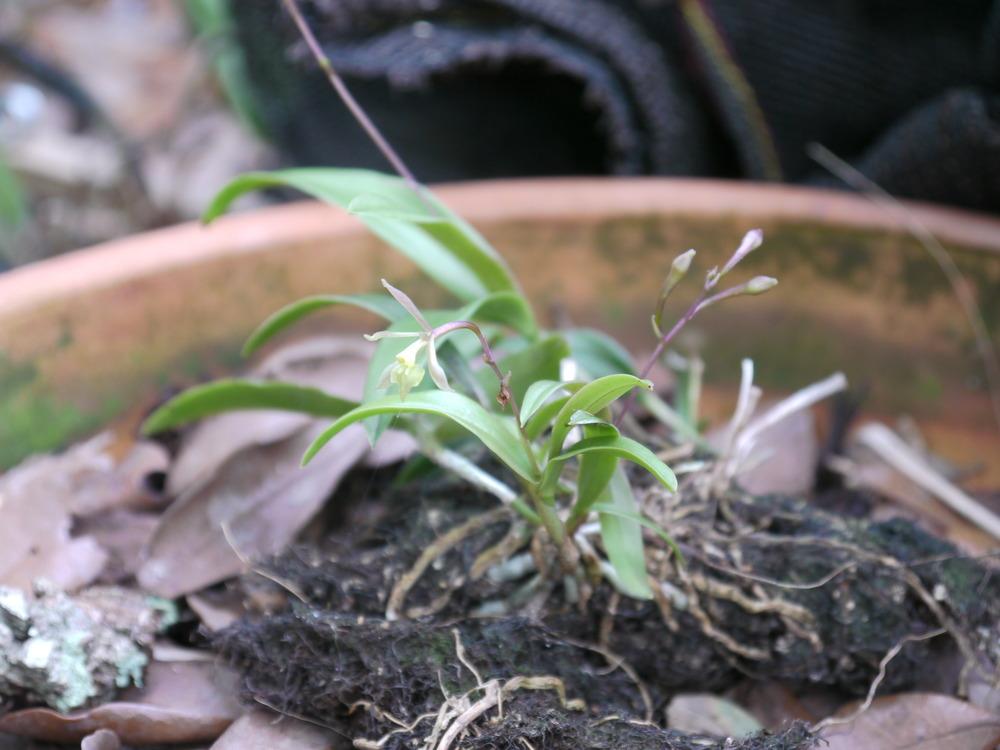 Photo of Greenfly Orchid (Epidendrum conopseum) uploaded by dyzzypyxxy