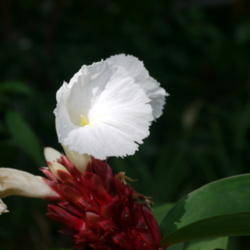 Location: my garden, Sarasota FL
Date: 2014-08-01
Opens new flowers each day, and this one has bloomed for over a m