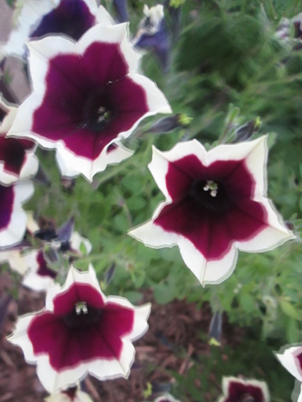 Photo of Multiflora Spreading/Trailing Petunia (Petunia Cascadias™ Rim Magenta) uploaded by kingconeflower