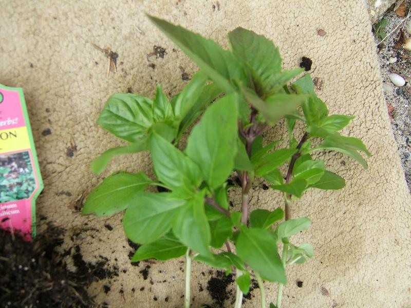 Photo of Cinnamon Basil (Ocimum basilicum 'Cinnamon') uploaded by pirl