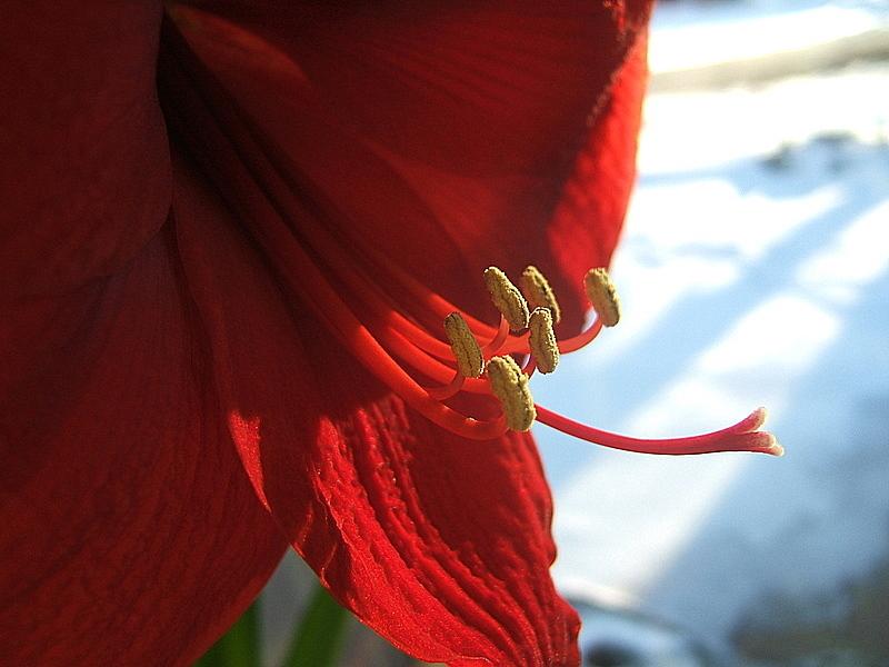 Photo of Amaryllis (Hippeastrum 'Red Lion') uploaded by pirl