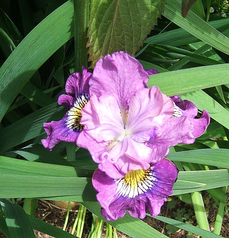 Photo of Siberian Iris (Iris 'Roaring Jelly') uploaded by pirl