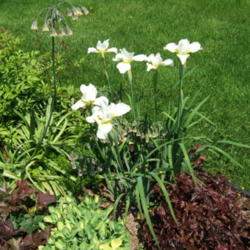 Location: Obelisk garden, full sun
Date: 2013-0531
Same bloom time as (Allium) Bulgaricum Nectaroscordum behind the 