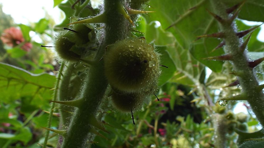 Photo of Naranjilla (Solanum quitoense) uploaded by poisondartfrog