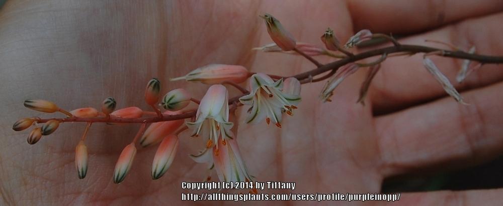 Photo of Fianarantsoa Aloe (Aloe bellatula) uploaded by purpleinopp