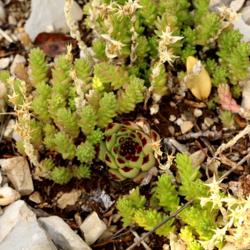 Location: Remuzat area of Drome, France
Date: July 14, 2014
Growing with Sedum acre in natural habitat