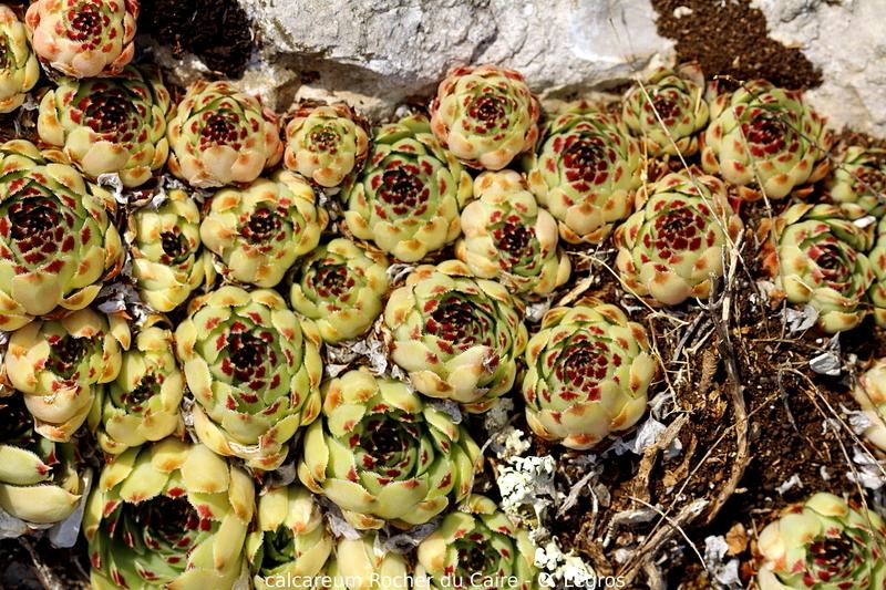 Photo of Hen and Chick (Sempervivum calcareum 'from Remuzat Area') uploaded by Chromaphyto