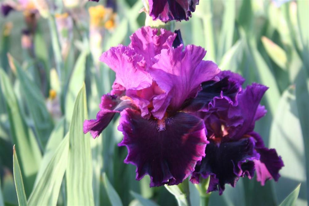 Photo of Tall Bearded Iris (Iris 'Accessible') uploaded by KentPfeiffer