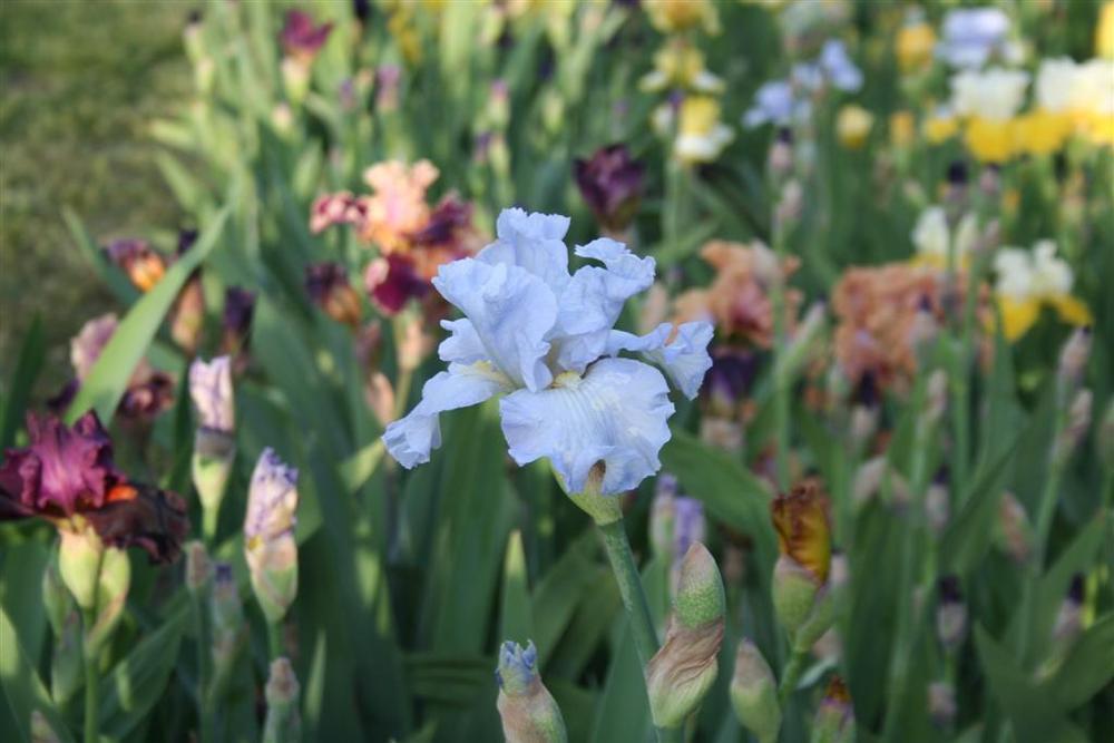 Photo of Tall Bearded Iris (Iris 'Absolute Treasure') uploaded by KentPfeiffer