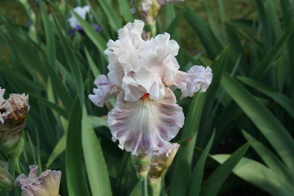 Photo of Tall Bearded Iris (Iris 'Amorous Heart') uploaded by KentPfeiffer