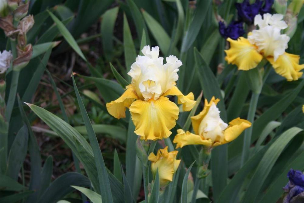 Photo of Tall Bearded Iris (Iris 'Alpine Harmony') uploaded by KentPfeiffer