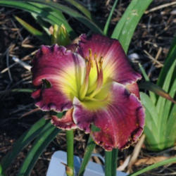 
Photo Courtesy of Michael Bouman of Daylily Lay. Used With Permis