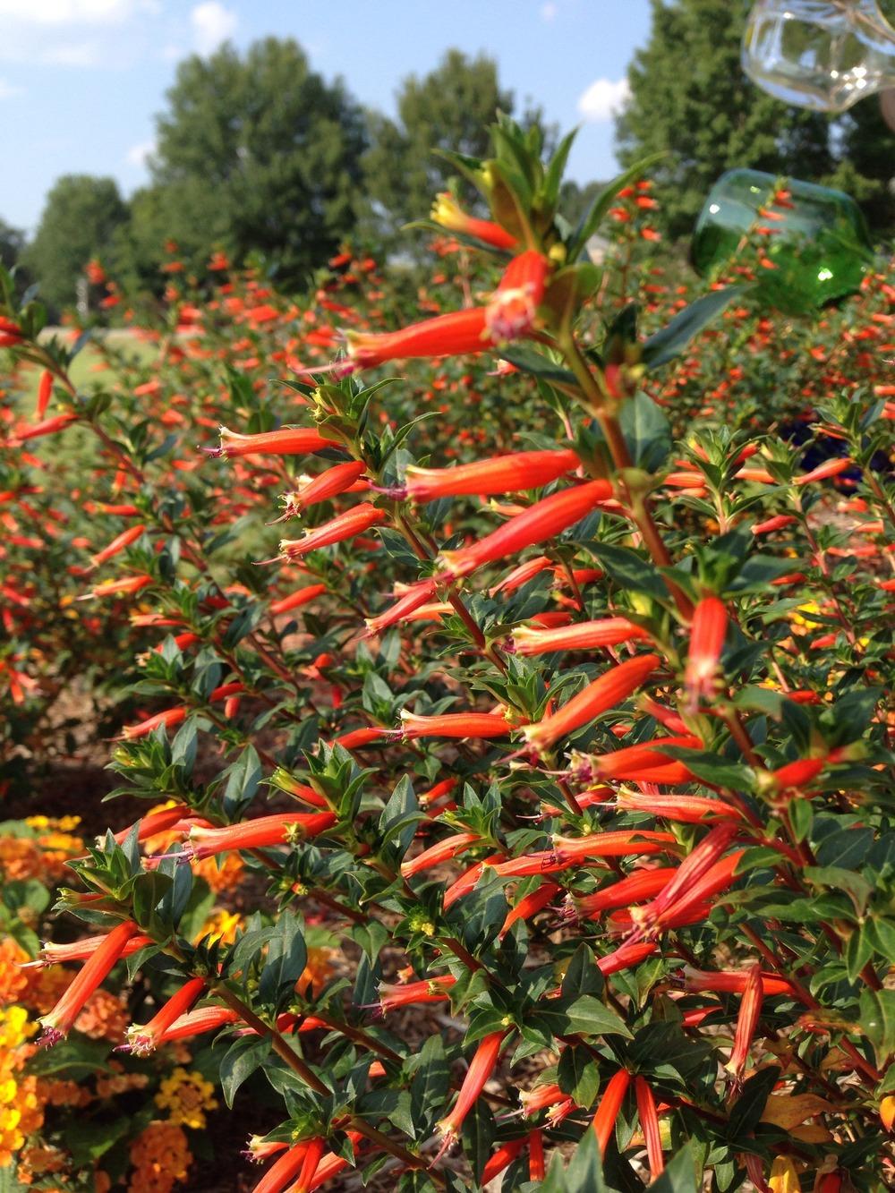 Photo of Large Firecracker Plant (Cuphea Vermillionaire®) uploaded by clintbrown