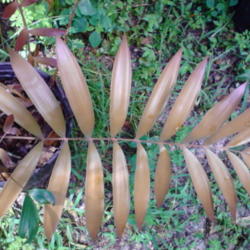 Location: Lakeland Florida
Date: 2014-08-03
new chocolate brown emergent leaf on Ceratozamia microstrobila