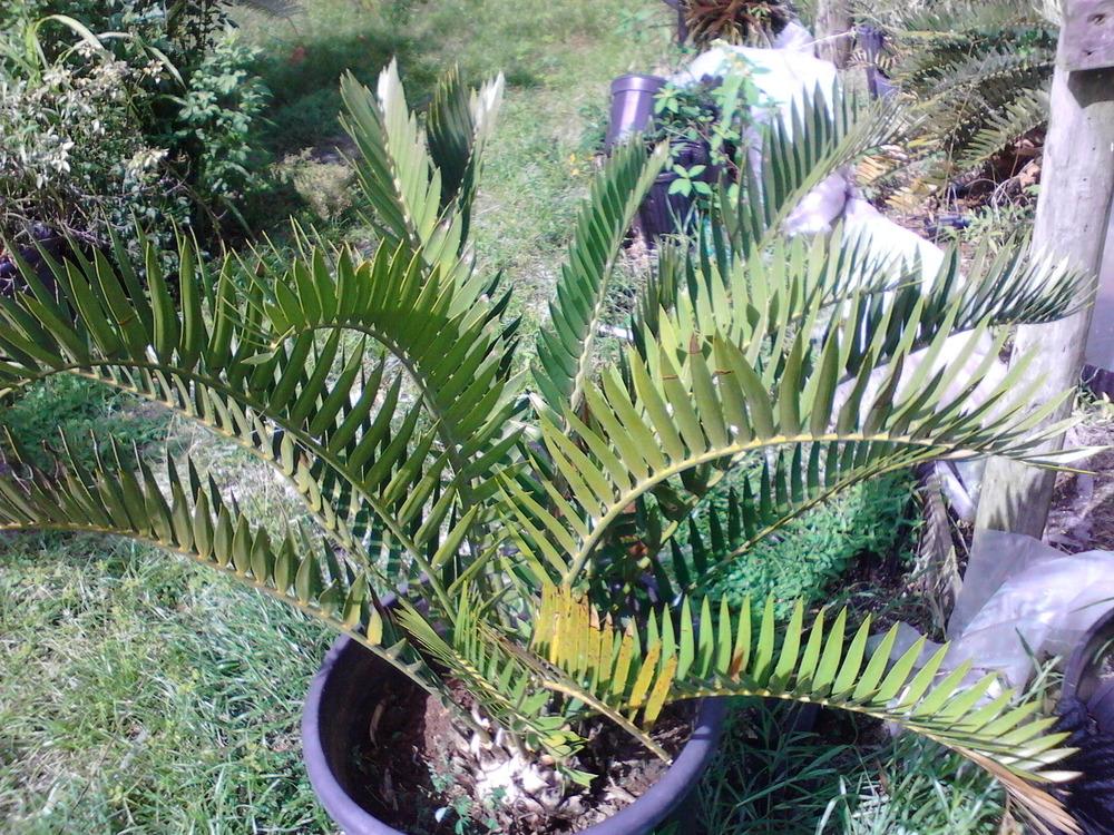 Photo of Suurberg Cycad (Encephalartos longifolius) uploaded by cycadjungle