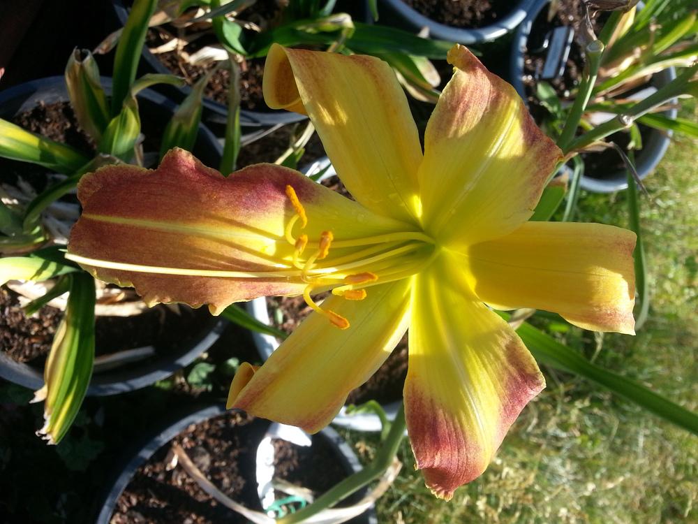 Photo of Daylily (Hemerocallis 'Walk in Space') uploaded by dspack