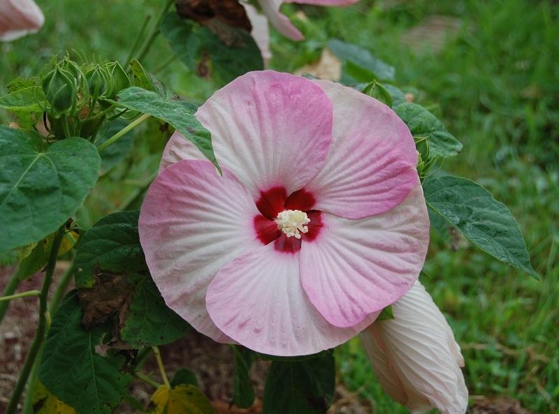 Photo of Hybrid Hardy Hibiscus (Hibiscus Luna™ Pink Swirl) uploaded by pixie62560