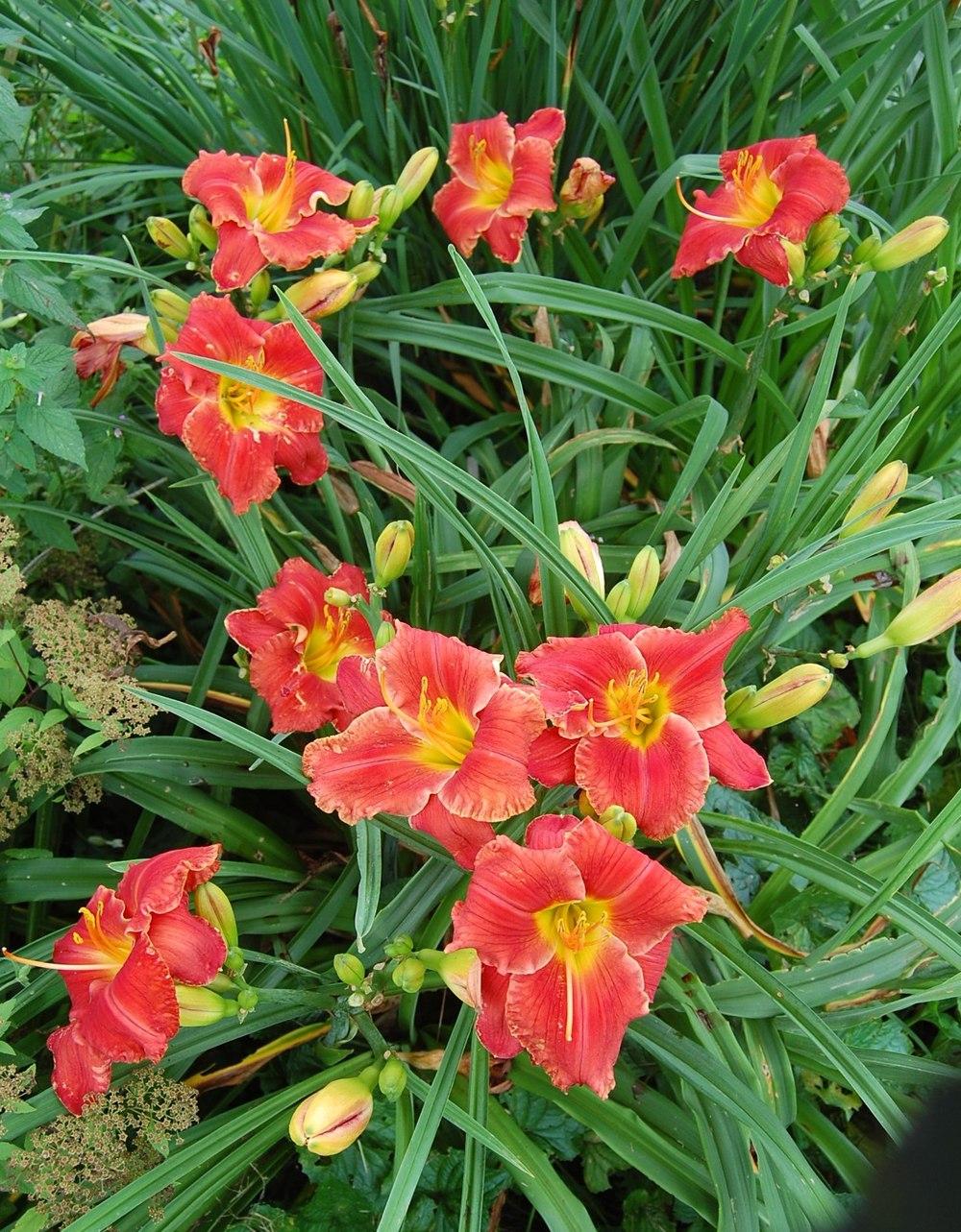 Photo of Daylily (Hemerocallis 'Fire on the Mountain') uploaded by pixie62560