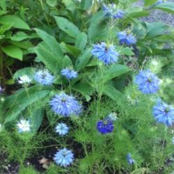 Location: 20659 front Big Bed
Date: 2014-07-05
The many colours of Nigella Damascena "Persian Jewels"