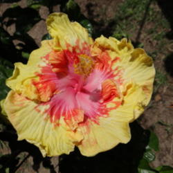 Location: My backyard.
Date: 2012-06-25 
Tropical Hibiscus (Mimosa)