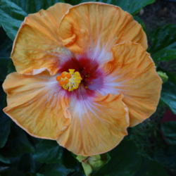 Location: My backyard.
Date: 2012-06-23 
Tropical Hibiscus (can't remember the name)