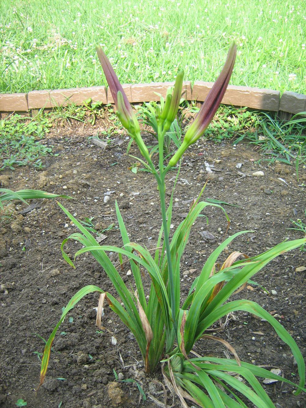 Photo of Daylily (Hemerocallis 'Eggplant Electricity') uploaded by AnnaSartin