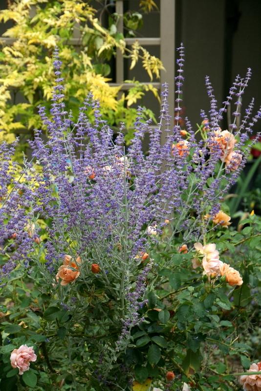 Photo of Russian Sage (Salvia 'Little Spire') uploaded by Calif_Sue