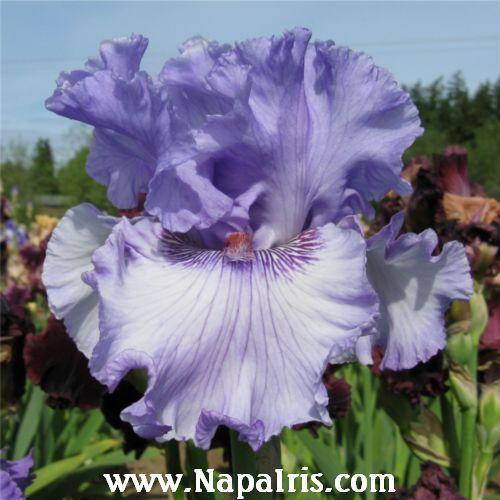 Photo of Tall Bearded Iris (Iris 'Sweet Geisha') uploaded by Calif_Sue