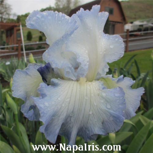 Photo of Tall Bearded Iris (Iris 'Stan Coates') uploaded by Calif_Sue