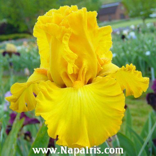 Photo of Tall Bearded Iris (Iris 'Sunblaze') uploaded by Calif_Sue