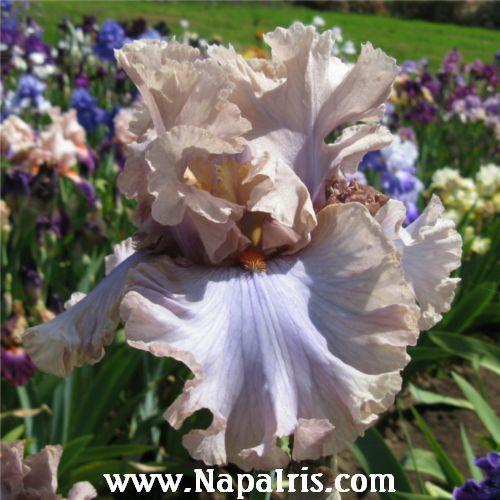 Photo of Tall Bearded Iris (Iris 'Stop Flirting') uploaded by Calif_Sue