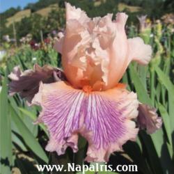 
Date: 2013-05-02
Photo courtesy of Napa Country Iris Garden