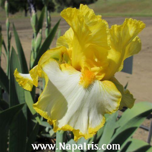 Photo of Tall Bearded Iris (Iris 'Sunrise Elegy') uploaded by Calif_Sue