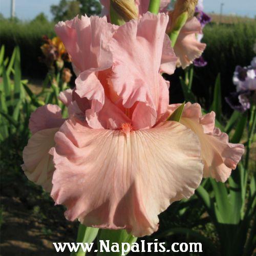 Photo of Tall Bearded Iris (Iris 'Star Appeal') uploaded by Calif_Sue