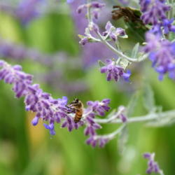 Location: In my garden
Date: 2014-08-04
#Pollination #Bee