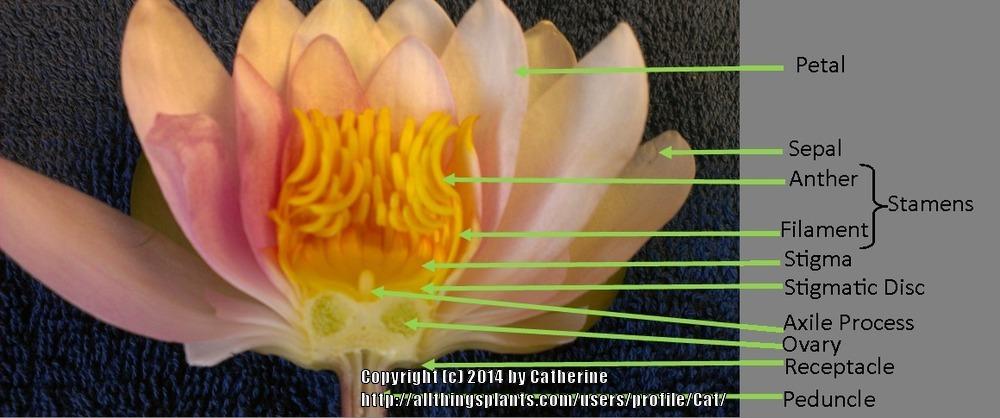Hybridizing Hardy Water Lilies, Part 1 - Garden.org